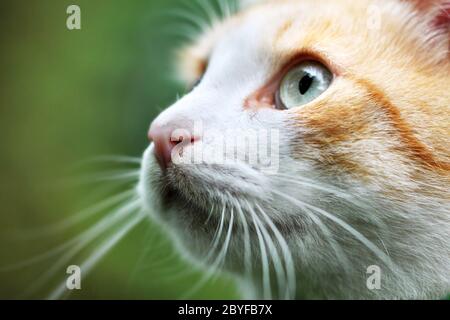 Ritratto di bella rossa a pelo di gatto bianco Foto Stock