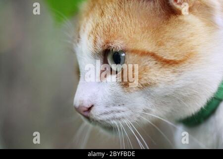 Ritratto di bella rossa a pelo di gatto bianco Foto Stock