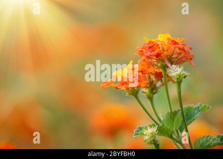 Fiori di Lantana camara in fiore giallo arancio nel giardino. Sfondo colorato con spazio per la copia. Foto Stock