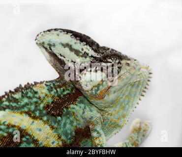 Una velata camaleonte sta fissando la telecamera (Chamaeleo calyptratus) Foto Stock