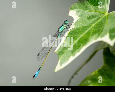 Una damselfly a coda blu (Ischnura elegans) poggiata su una foglia, Vienna (Austria) Foto Stock