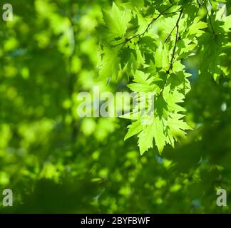 green leaves, shallow focus Foto Stock