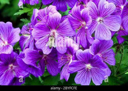 Crenesbils geranio x magnificum ape su fiori perenni induriti Foto Stock