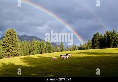 arcobaleno colorato sopra pascolo con pecore Foto Stock