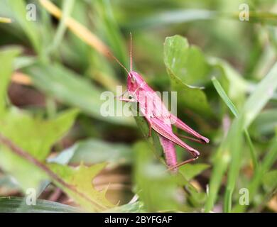 Rosa grasshopper in erba Foto Stock