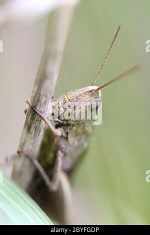Brown grasshopper siede in erba Foto Stock