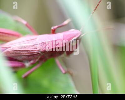 Rosa grasshopper in erba Foto Stock