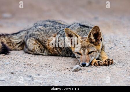 Solitario di volpe cilena nel deserto di Atacama, Cile Foto Stock