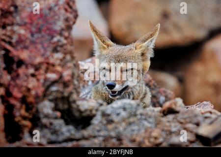 Solitario di volpe cilena nel deserto di Atacama, Cile Foto Stock