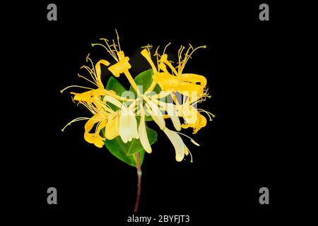 Fiore della pianta inglese wild 'heaven sent' honeysuckle (lonicera periclymenum) arrampicata. Foto Stock