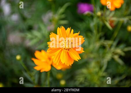 Immagine closeup di fiore di Sphagneticola o Trilobata di Sphagneticola, è comunemente conosciuto come il Biscayne di baia che creeping-oxeye, Singapore Daisy, crespando-bue Foto Stock