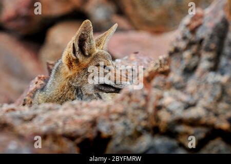 Solitario di volpe cilena nel deserto di Atacama, Cile Foto Stock