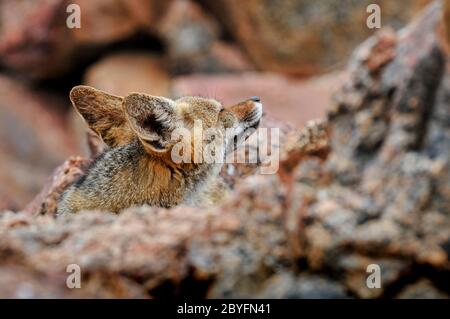 Solitario di volpe cilena nel deserto di Atacama, Cile Foto Stock