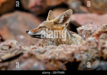 Solitario di volpe cilena nel deserto di Atacama, Cile Foto Stock