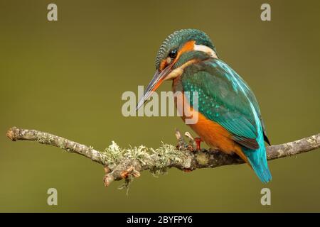 Comune Kingfisher (Juvenile Female) - Guarda-rios (juvenil femea) - Alcedo atthis