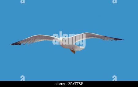 angolo di loe che mostra un gabbiano volante davanti al cielo blu Foto Stock