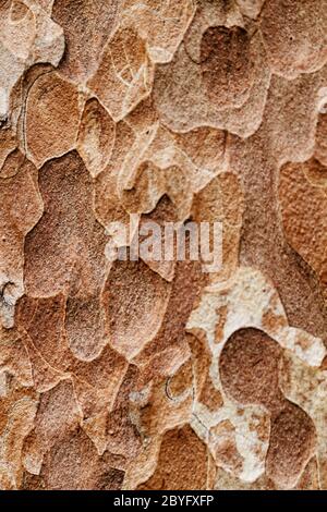 Texture di legno. Crimea pino Foto Stock