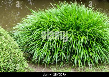 Erba forestale giapponese Hakonechloa macra Foto Stock