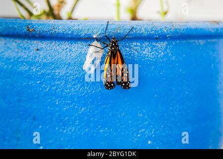 Farfalla monarca che emerge da crisalide sospeso da un vaso di fiori in un giardino come un adulto. California meridionale, Stati Uniti Foto Stock