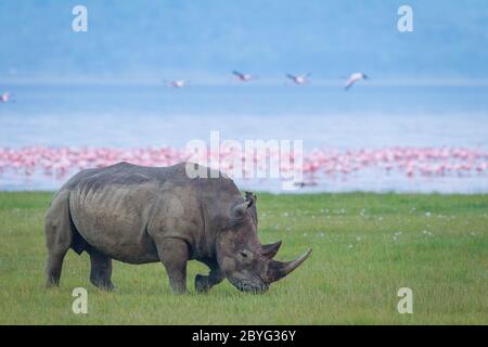 Bianco Rhino con corno grande che cammina su erba verde con il lago Nakuru e fenicotteri sullo sfondo Kenya Foto Stock