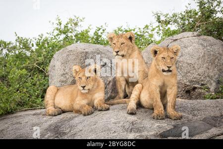 Tre fratelli di leone cucciolo seduti l'uno accanto all'altro riposando e guardando intorno a Serengeti Tanzania Foto Stock