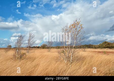 alberi di betulla e arcobaleno durante l'autunno Foto Stock