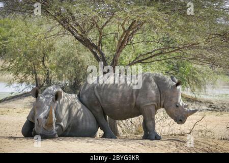 Madre e giovane riposano sotto l'albero seduto con il fondo sulla schiena della madre in una comica didascalia nel Kruger Park Sud Africa Foto Stock