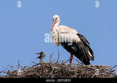 Cicogna bianca su un nido con pulcini giovani Foto Stock