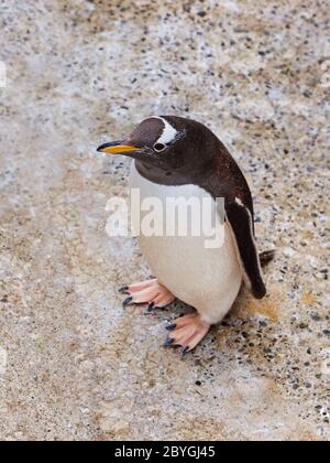 Pinguino Foto Stock