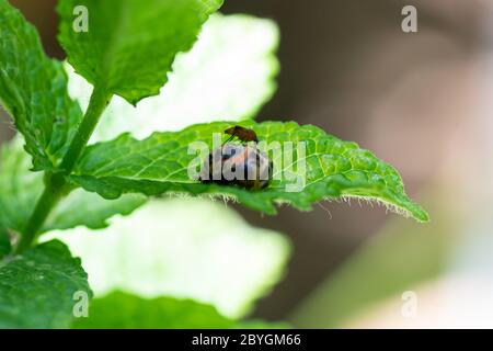 Pupation di un ladybug su una foglia di menta in primavera con una zanzara su di essa. Macro colpo di insetto vivente. Immagine della serie 8 di 9 Foto Stock