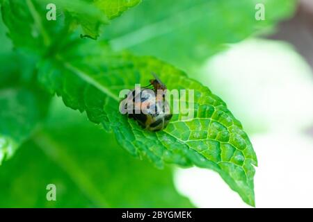 Pupation di un ladybug su una foglia di menta in primavera con una zanzara su di essa. Macro colpo di insetto vivente. Immagine della serie 7 di 9 Foto Stock