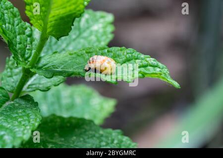 Pupation di un ladybug su una foglia di menta in primavera. Macro colpo di insetto vivente. Immagine della serie 5 di 9 Foto Stock