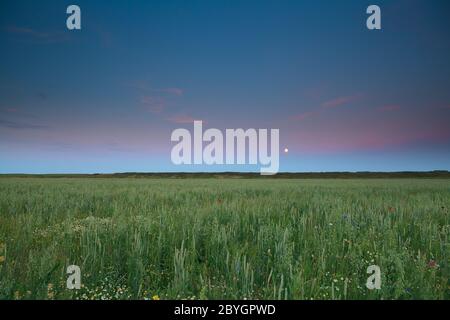 luna piena su campo di grano e orzo Foto Stock