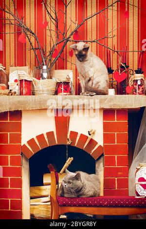 Due gatti Foto Stock