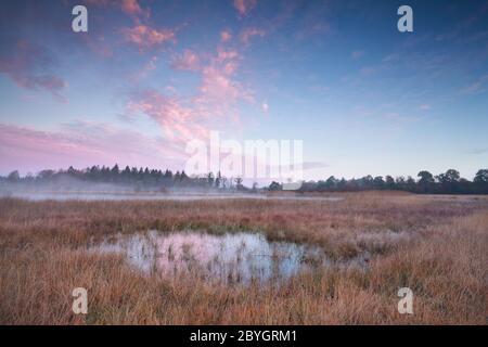 misty alba autunnale sopra la palude Foto Stock