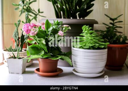 Mensole in legno per la cucina per piante da casa contro parete beige. Foto Stock