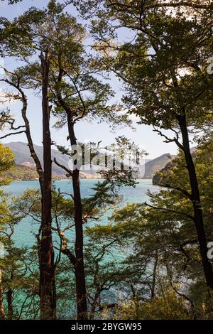 Vista dal Queen Charlotte Track, vicino ad Anakiwa, Marlborough Sounds, South Island, Nuova Zelanda Foto Stock