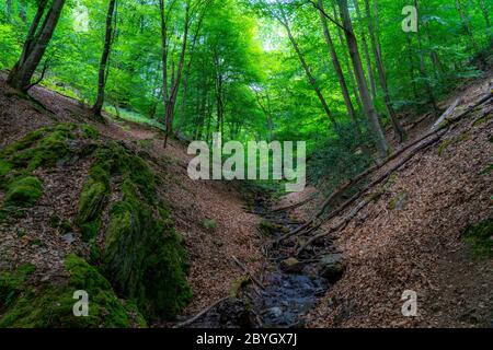 Foresta lungo il fiume Wupper, vicino a Solingen, Bergisches Land, NRW, Germania Foto Stock