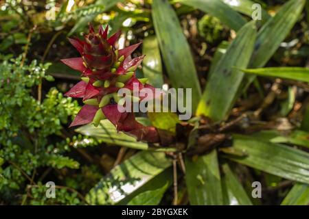 Fiore di Bromeliad, Werauhia ororiensis, Bromeliaceae, Vulcano Barva, Parco Nazionale di Braulio Carrillo, Costa Rica, Centroamerica Foto Stock