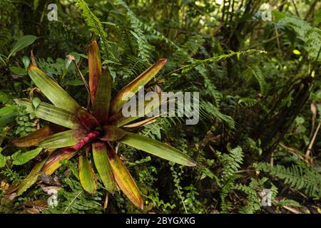 Bromeliad, Werauhia ororiensis, Bromeliaceae, Vulcano Barva, Parco Nazionale di Braulio Carrillo, Costa Rica, Centroamerica Foto Stock