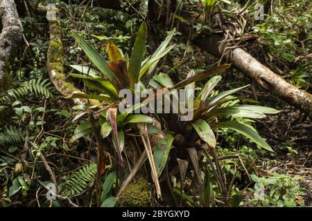 Bromeliad, Werauhia ororiensis, Bromeliaceae, Vulcano Barva, Parco Nazionale di Braulio Carrillo, Costa Rica, Centroamerica Foto Stock