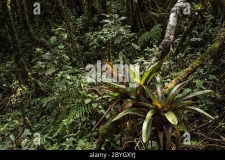 Bromeliad, Werauhia ororiensis, Bromeliaceae, Vulcano Barva, Parco Nazionale di Braulio Carrillo, Costa Rica, Centroamerica Foto Stock