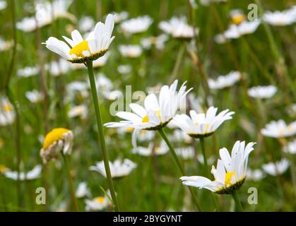 Campo di selvatico Oxeye Daisies Foto Stock