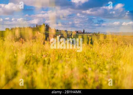 Paesaggio classico toscano in estate con colline verdi, case di campagna, oliveti e vigneti sullo sfondo e prati sfocati Foto Stock