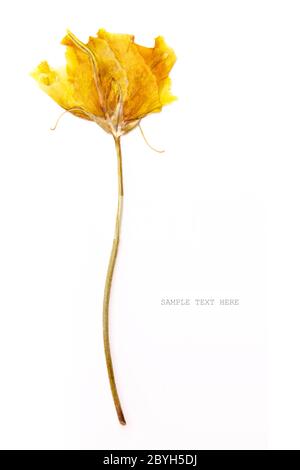 Fiori e petali delicati secchi gialli, su fondo bianco Foto Stock