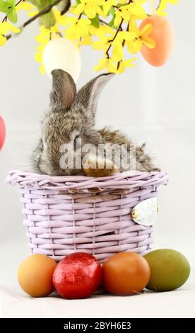 Soffice coniglio grigio nel cestino con uova di Pasqua isolato su bianco Foto Stock