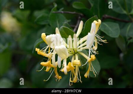 Fiori selvatici di fiori di fieno che crescono in un hedgerow Lonicera periclymenum Foto Stock