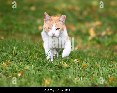 Ritratto di un bellissimo gatto rosso Foto Stock