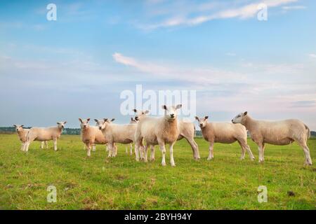 mandria di pecora su pascolo verde Foto Stock