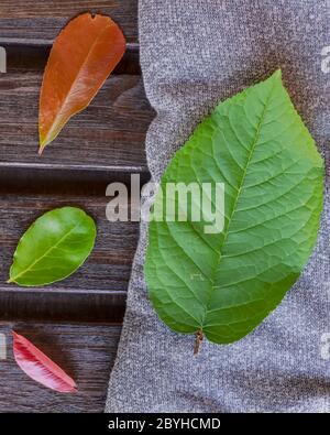 Composizione di foglie di vari colori e misure su sciarpa di lana grigia e tavolo con tavole di legno Foto Stock